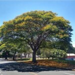 Planta de Sol - Arvore - Sibipiruna