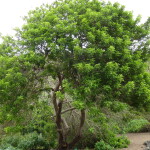 Planta de Sol - Arvore - Aroeia Vermelha