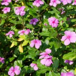 Planta de sol - Flor - Vinca