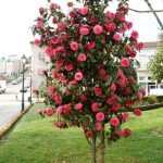 Planta de Sol - Flor - Camelia