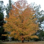 Planta de Sol - Arvore - Platano