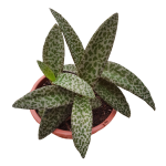 Planta de Sombra - Forração - Ledebouria