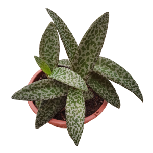 Planta de Sombra - Forração - Ledebouria