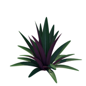 Planta de Sol - Forração - Abacaxi Roxo