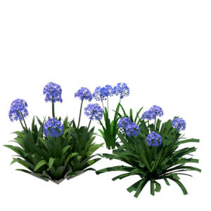 Planta de Sol - Flor - Agapantus