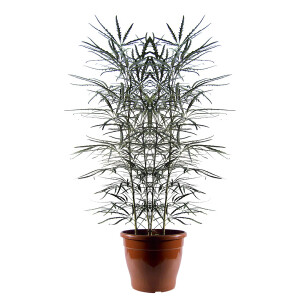 Planta de Sol - Ardusto - Aralia