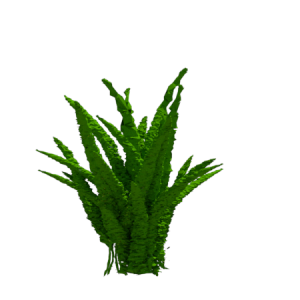 Planta de Sombra - Forração - Aspargo Pluma