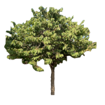 Planta de Sol - Frutifera - Atemoia