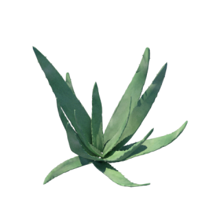planta de Sol - Herbacia - Babosa