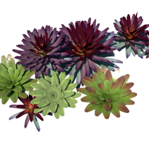 Planta de Sol - Forração - Bromélia imperial