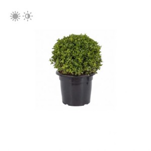 Planta de Sol - Arbusto - Buxinho
