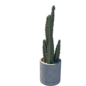 Planta de Sol - cacto - cacto estrela