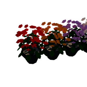 planta de Sol - Herbacia - Calanchoe
