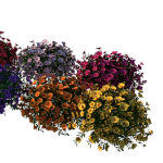 Planta de Sol - Flor - Calibrachoa Hybrida