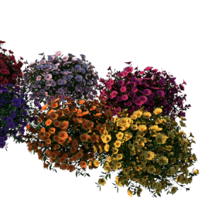 Planta de Sol - Flor - Calibrachoa Hybrida