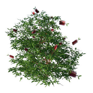 Planta de Sol - Arvore - árvore Callistemon