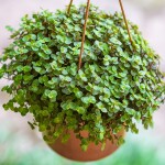 Planta Meia Sombra - Pendente - dinheiro-em-penca