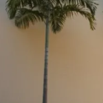 Planta de Sol - Palmeira - Carpentaria