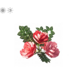 Planta de Sol - Flor - Camelia