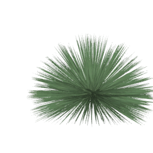 Planta de sol - Arbusto - Agave Palito