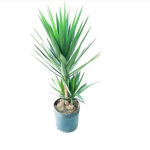 Planta de Sol - Arbusto - Iuca