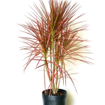 Planta de sol - Arbusto - Dracena Tricolor