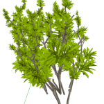 Planta de Sol - Arbusto - Pleomele Variegata