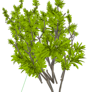Planta de Sol - Arbusto - Pleomele Variegata