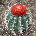 Planta de Sol - Cactos - Cacto frade