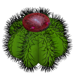 Planta de Sol - Cactos - Cacto frade