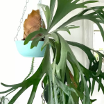 Planta de Sombra - Pendente - Chifre de veado