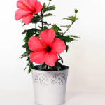 Planta de Sol - Arbusto - Hibisco