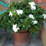 Planta de Sol - Arbusto - Jasmim Gardenia