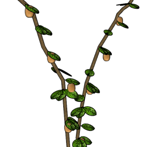 Planta de Sol - Frutifera - kiwi