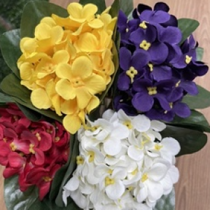 Planta de Sombra - Flor - Violeta Cores