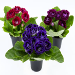 Planta de Sombra - Flores - Gloxinia