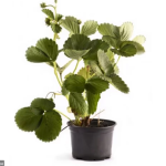 Planta de Sol - Frutifera - Morango