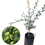 Planta de Sol - Arvora - Oliveira
