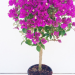 Planta de Sol - Arbusto - Primavera