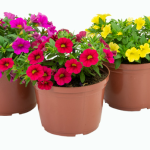 Planta de Sol - Flor - Calibrachoa Hybrida
