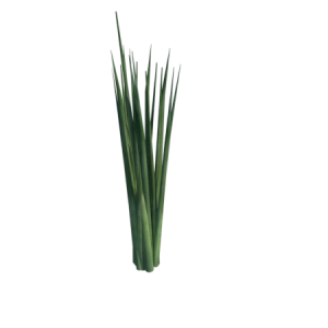 Planta de sol - hortaliça - Cebolinha