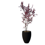 Planta sombra - Arvore - Cereja Flor
