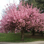 Planta sombra - Arvore - Cereja Flor