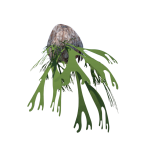 Planta de Sombra - Pendente - Chifre de veado