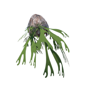 Planta de Sombra - Pendente - Chifre de veado