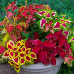 Planta de Sol - Forração - Coleus
