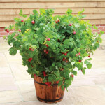Planta de Sol - Frutifera - Framboesa