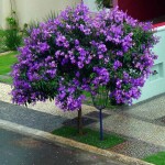 Planta de Sol - Arvore - Quaresmeira Roxa
