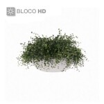 Planta Meia Sombra - Pendente - dinheiro-em-penca