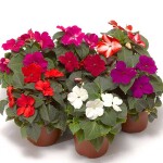 Planta de Sombra - Flor - Impatiens